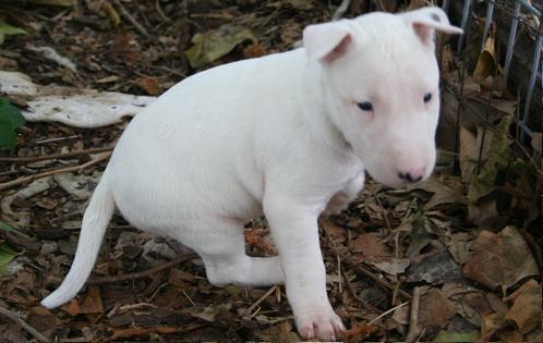 Good and playful Pit Bull terrier Puppies