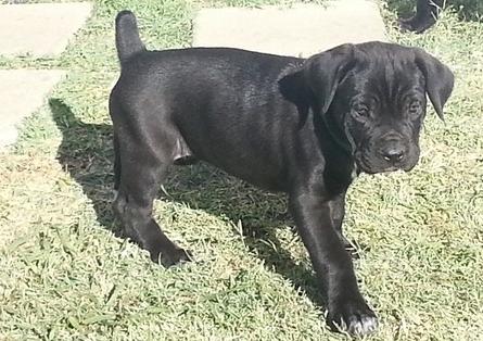 Healthy Cane Corso puppies for you and only for you