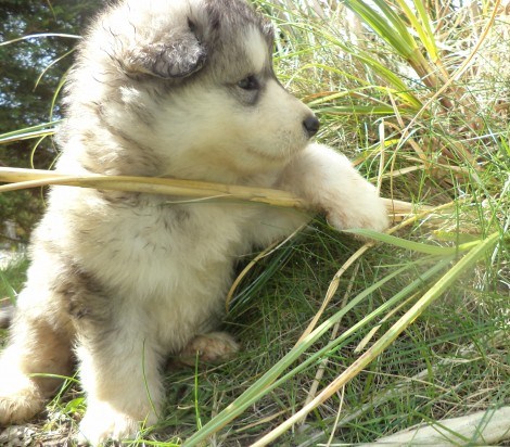 Alaskan Malamute puppies for re-homing