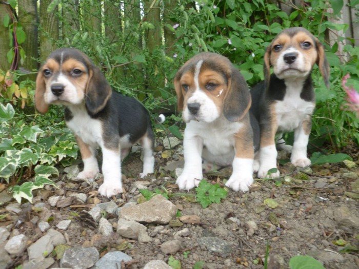 Quality Beagle puppies for good homes