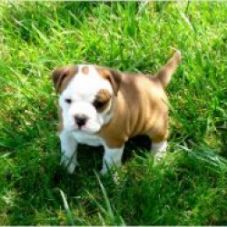cute and well trained english bulldog puppy