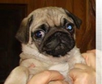 very charming female and male pug puppies