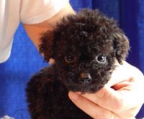poodle puppy for sale