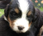 AKC registered puppies bernese. 4 weeks old. Mother and father on site! Family dogs.