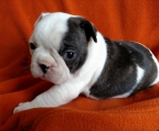 litter for sale pups french bulldog