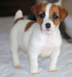 REGISTERED JACK RUSSELL PUPPIES FOR ADOPTION Breed: Jack Russell Terrier 