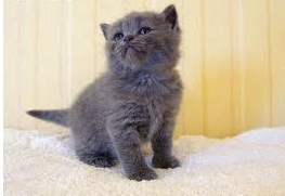 Cute and lovely british short hair kittens for adoption.