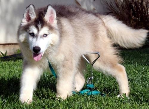 Cute and lovely Siberian Husky  puppies for adoption.