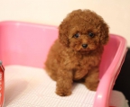 Red Poodle for sale