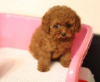 breeder french Poodle