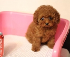 where buy a Mini french Poodle 