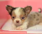 pups chihuahua long hair for sale