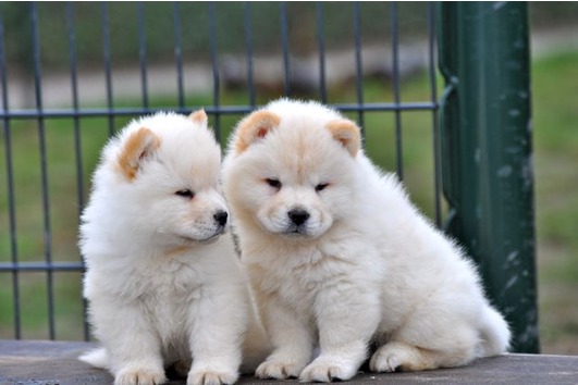 Lovely Chow chow puppies for adoption to any lovely Home available.