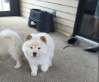  K.c Registered Chow Chow Puppies For Sale
