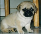  4 Beautiful Pug Puppies for sale