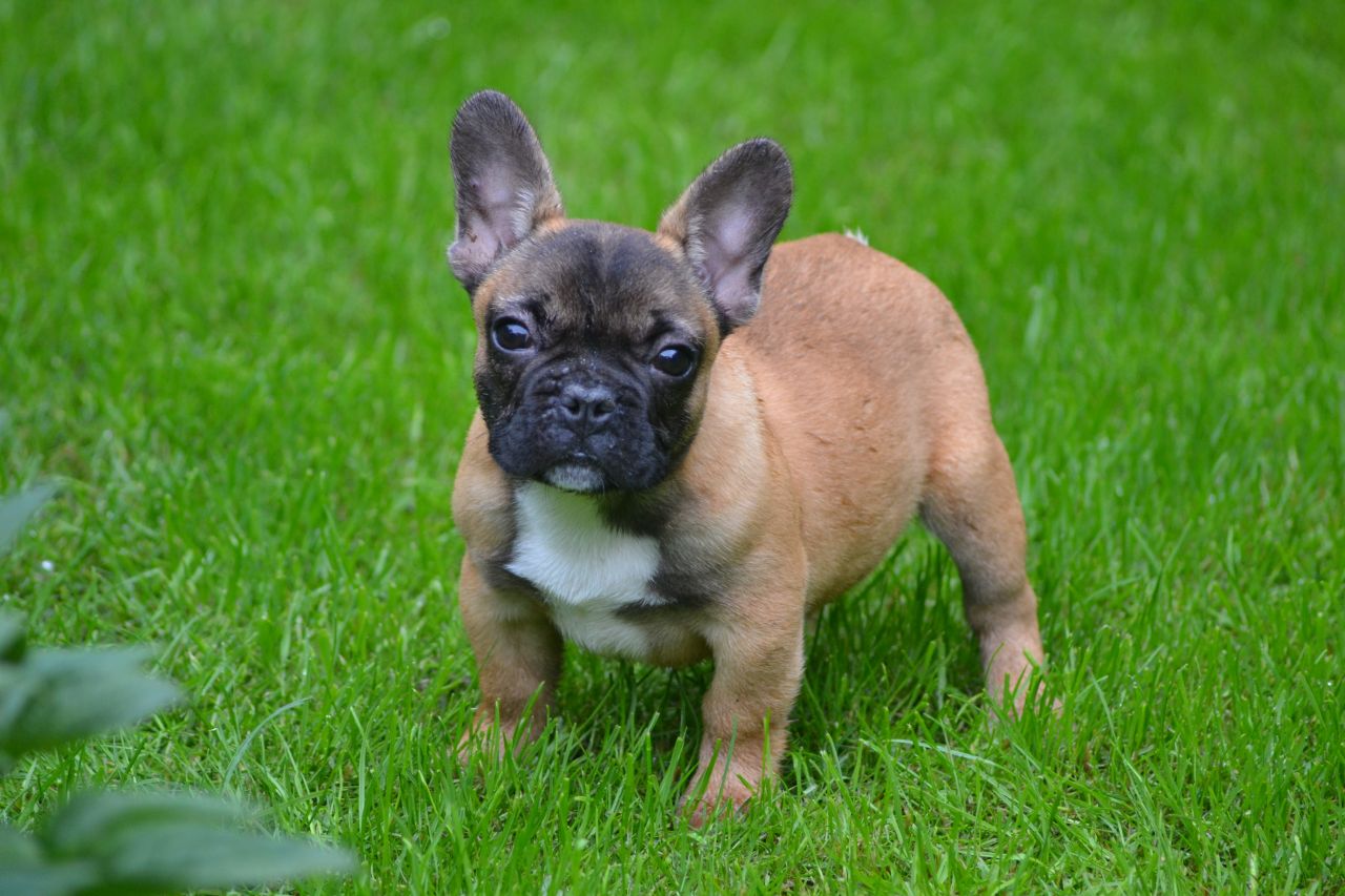 Quality French Bulldog Pup Ready Now