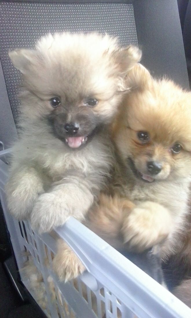 male and female  Pomeranian puppies
