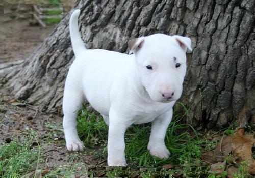 Male and female bull terrier puppies for adoption