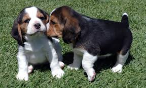 Stunning male and female Beagle puppies looking to go into any good home