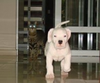 dogo argentino litter, 2 males and 1 female