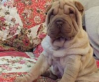 shar pei litter, males and females avaliable