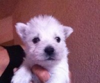 west highland white terrier pup price