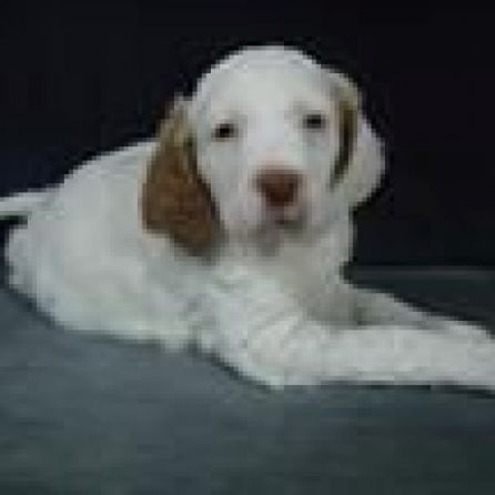 clumber Spaniel puppies, sale, check price