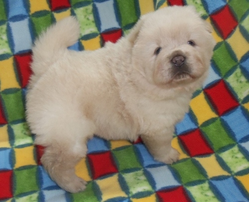 Gorgeous Chow chow puppies Ready For New Home!