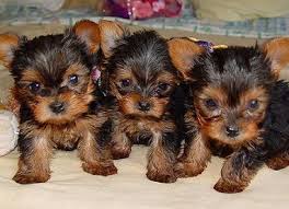 Gorgeous Yorkie puppies Ready For New Home!