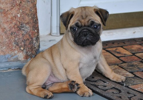 pug puppy for adoption in end loving home