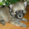 pomeranian lulu puppies mini, Russian, American and Taiwanese line