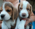 3 females Beagle Dog