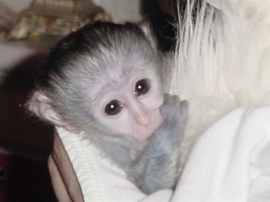 Capuchinos monkey free to any one who is willing to take care of them