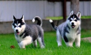 Male and Female Siberian husky puppies for free adoption