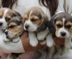 pup beagle for sale