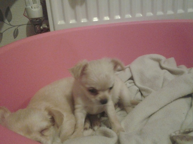 Cute male and female Chihuahua puppies available