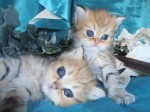 2 Adorable Sired Exotic Persian Kittens Left 