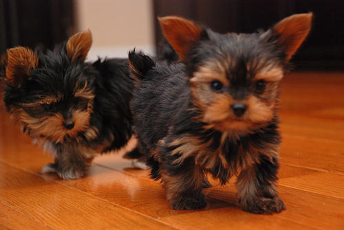 Yorkshire Terrier Puppies mini-