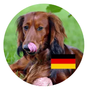 dachshund Germany