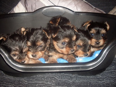yorkshire puppies for adoption