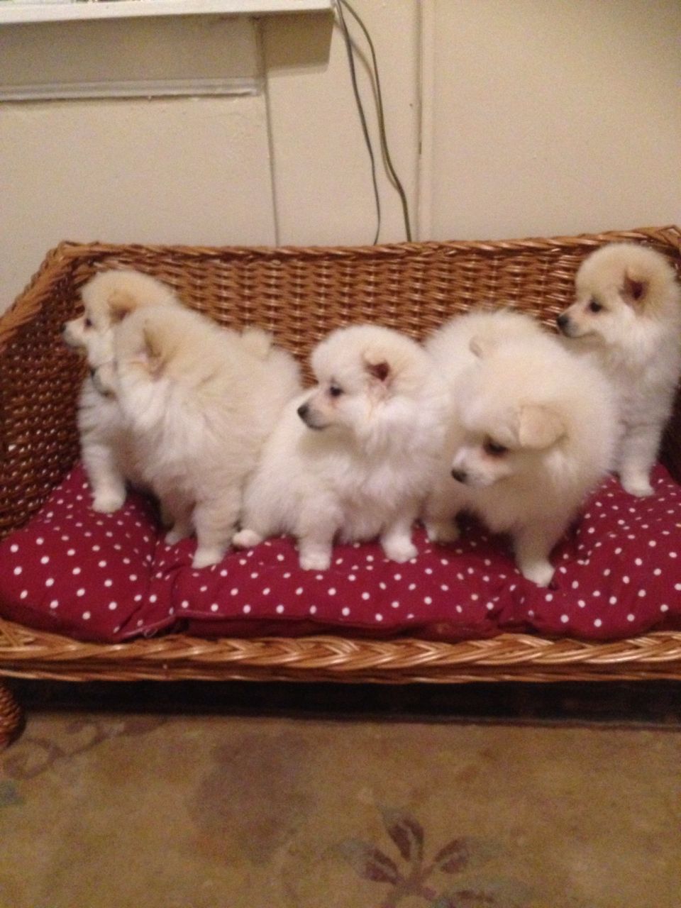 male and female  Pomeranian puppies 