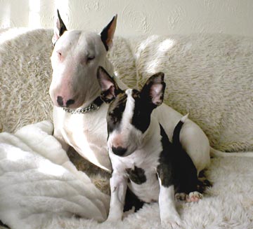 Bull terrier puppies ready to go to their new homes