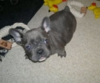 price french bulldog for sale