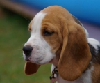 Tri color standard size beagle