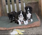 Boxer pups for sale All our puppies are registered