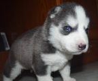 Beautiful Siberian Husky Puppies Blue Eyes