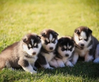 Puppies Siberian Husky C / guarantee, Vaccine And Food