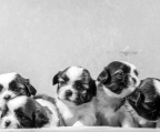Shitzu Imperial Puppies Beautiful .. !!
