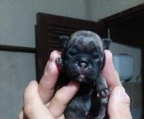 Newborn pug