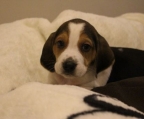 beagles for sale